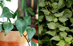 Teardrop Ivy (Hedera Helix) - 10 Pack Of Pint Pots -Cheap Green Garden Store Ivy Tear Drop Combo