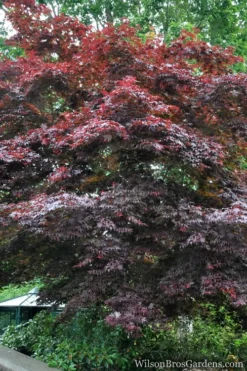 Red Japanese Maple - Acer Palmatum 'Atropurpureum' - 1 Gallon Pot -Cheap Green Garden Store Japanese Maple Atropurpureum 2