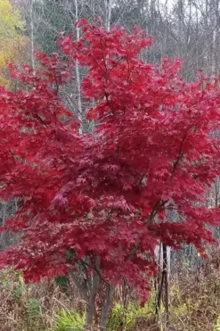 Red Japanese Maple - Acer Palmatum 'Atropurpureum' - 1 Gallon Pot -Cheap Green Garden Store Japanese Maple Atropurpureum 3