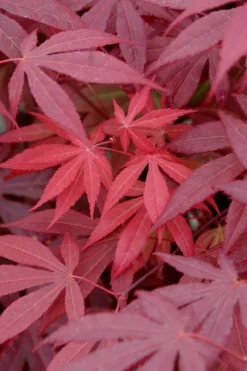Red Japanese Maple - Acer Palmatum 'Atropurpureum' - 1 Gallon Pot -Cheap Green Garden Store Japanese Maple Atropurpureum 4