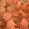 Autumn Moon Japanese Maple - 3 Gallon Pot (2.5 To 3.5')