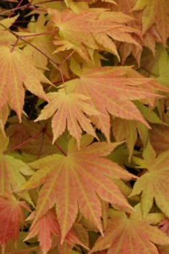 Autumn Moon Japanese Maple - 3 Gallon Pot (2.5 To 3.5') 10 Autumn Moon Japanese Maple - 3 Gallon Pot (2.5 To 3.5') -Cheap Green Garden Store Japanese Maple Autumn Moon 3