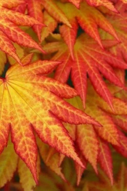 Autumn Moon Japanese Maple - 3 Gallon Pot (2.5 To 3.5') 11 Autumn Moon Japanese Maple - 3 Gallon Pot (2.5 To 3.5') -Cheap Green Garden Store Japanese Maple Autumn Moon 4