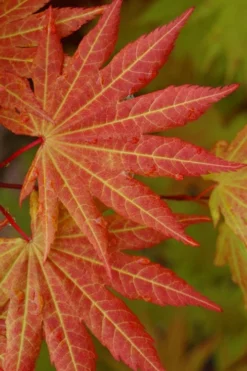 Autumn Moon Japanese Maple - 3 Gallon Pot (2.5 To 3.5') 12 Autumn Moon Japanese Maple - 3 Gallon Pot (2.5 To 3.5') -Cheap Green Garden Store Japanese Maple Autumn Moon 5