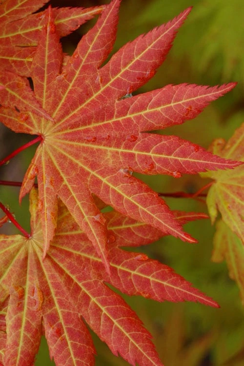 Autumn Moon Japanese Maple - 3 Gallon Pot (2.5 To 3.5') 6 Autumn Moon Japanese Maple - 3 Gallon Pot (2.5 To 3.5') - Image 6