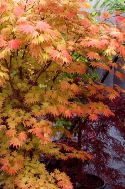 Autumn Moon Japanese Maple - 3 Gallon Pot (2.5 To 3.5') 13 Autumn Moon Japanese Maple - 3 Gallon Pot (2.5 To 3.5') -Cheap Green Garden Store Japanese Maple Autumn Moon 7