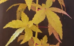 Bihou Yellow Bark Japanese Maple - 1 Gallon Pot 9 Bihou Yellow Bark Japanese Maple - 1 Gallon Pot -Cheap Green Garden Store Japanese Maple Bihou Yellow Bark 1