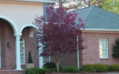 Bloodgood Red Leaf Japanese Maple - 2 Gallon Pot -Cheap Green Garden Store Japanese Maple Bloodgood 2