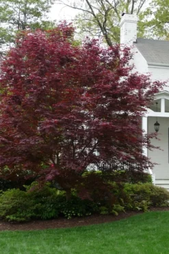 Bloodgood Red Leaf Japanese Maple - 7 Gallon Pot (4-5') -Cheap Green Garden Store Japanese Maple Boodgood 20 2