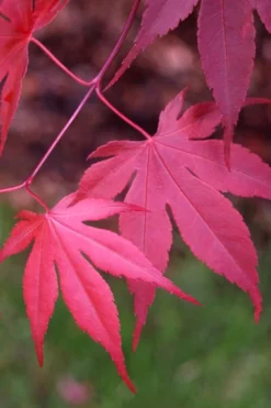 Bloodgood Red Leaf Japanese Maple - 7 Gallon Pot (4-5') -Cheap Green Garden Store Japanese Maple Boodgood 22 2