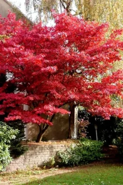 Bloodgood Red Leaf Japanese Maple - 7 Gallon Pot (4-5') -Cheap Green Garden Store Japanese Maple Boodgood 23 2
