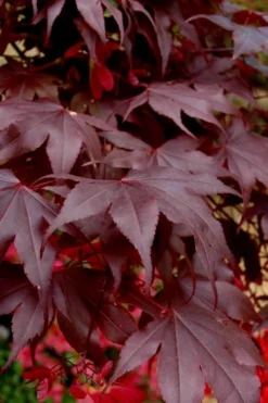 Bloodgood Red Leaf Japanese Maple - 7 Gallon Pot (4-5') -Cheap Green Garden Store Japanese Maple Boodgood 24 2