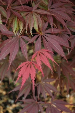 Burgundy Lace Japanese Maple - 2 Gallon Pot