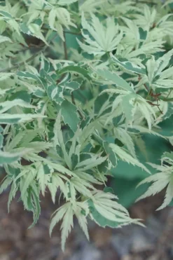 Butterfly Japanese Maple - 3 Gallon Pot -Cheap Green Garden Store Japanese Maple Butterfly 2 1