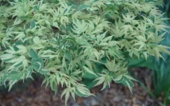 Butterfly Japanese Maple - 5 Gallon Pot -Cheap Green Garden Store Japanese Maple Butterfly 3