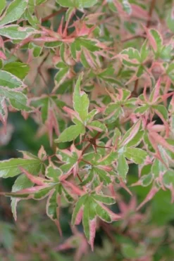 Butterfly Japanese Maple - 3 Gallon Pot -Cheap Green Garden Store Japanese Maple Butterfly 4 1