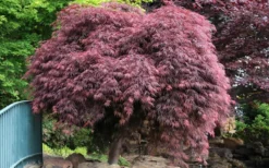 Crimson Queen Dwarf Japanese Maple (High Graft Tree Form) - 1 Gallon Pot -Cheap Green Garden Store Japanese Maple Crimson Queen 22 1
