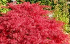 Crimson Queen Dwarf Japanese Maple (High Graft Tree Form) - 1 Gallon Pot -Cheap Green Garden Store Japanese Maple Crimson Queen 51 2