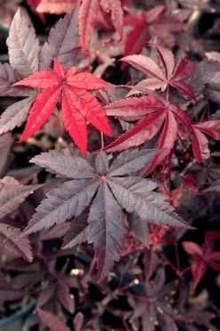 Emperor 1 Japanese Maple - 2 Gallon Pot -Cheap Green Garden Store Japanese Maple Emperor 1 500x750 3