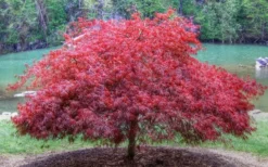 Firefall Lace Leaf Japanese Maple - 1 Gallon Pot -Cheap Green Garden Store Japanese Maple Firefall 1 1