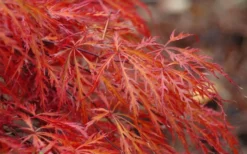 Firefall Lace Leaf Japanese Maple - 5 Gallon Pot -Cheap Green Garden Store Japanese Maple Firefall 2