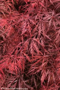 Firefall Lace Leaf Japanese Maple - 1 Gallon Pot -Cheap Green Garden Store Japanese Maple Firefall 3 1