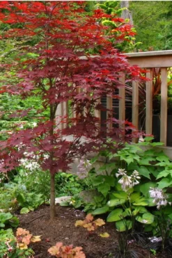 Fireglow Red Leaf Japanese Maple - 5 Gallon Pot (3-4') -Cheap Green Garden Store Japanese Maple Fireglow 500x750 2