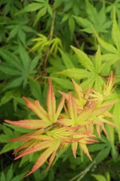 Glowing Embers Japanese Maple - 7 Gallon Pot (5-6') -Cheap Green Garden Store Japanese Maple Glowing Embers 6