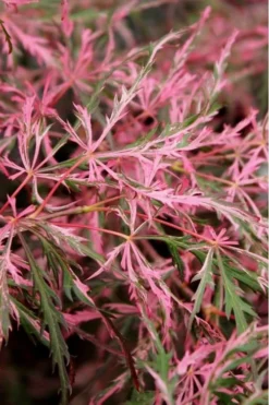 Hana Matoi Pink Leaf Japanese Maple - Acer Palmatum - 5 Gallon Pot -Cheap Green Garden Store Japanese Maple Hana Matoi Leaves Closeup