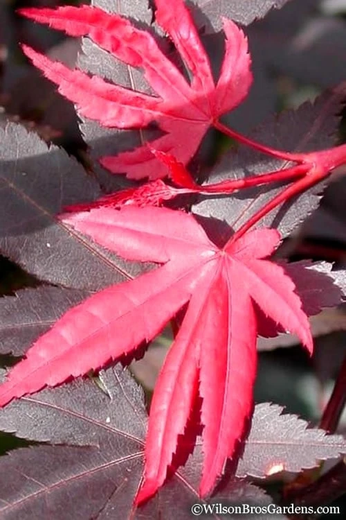 Red 'N Summer Japanese Maple - Acer Palmatum 'Hefner's Red' - 3 Gallon Pot 7 Red 'N Summer Japanese Maple - Acer Palmatum 'Hefner's Red' - 3 Gallon Pot - Image 7