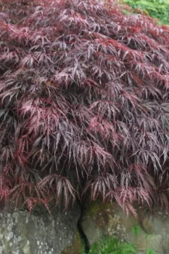 Inaba Shidare Red Japanese Maple - 5 Gallon Pot (3-4') -Cheap Green Garden Store Japanese Maple Inaba Shidare 5