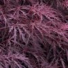 Inaba Shidare Red Japanese Maple - 5 Gallon Pot (3-4')