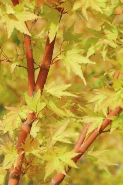 Japanese Sunrise Japanese Maple - 3 Gallon Pot -Cheap Green Garden Store Japanese Maple Japanese Sunrise Bark 500x700 1