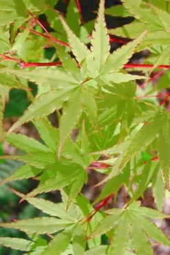 Japanese Sunrise Japanese Maple - 3 Gallon Pot -Cheap Green Garden Store Japanese Maple Japanese Sunrise Spring 500x700 1