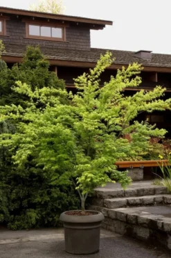 Mitsuba Yama Japanese Maple - 5 Gallon Pot -Cheap Green Garden Store Japanese Maple Mitsuba Yama 3