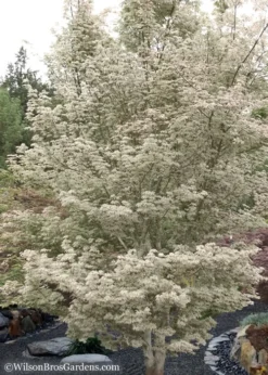 Ukigumo Floating Cloud Ghost Japanese Maple - 5 Gallon Pot 11 Ukigumo Floating Cloud Ghost Japanese Maple - 5 Gallon Pot -Cheap Green Garden Store Japanese Maple Okigumo 15