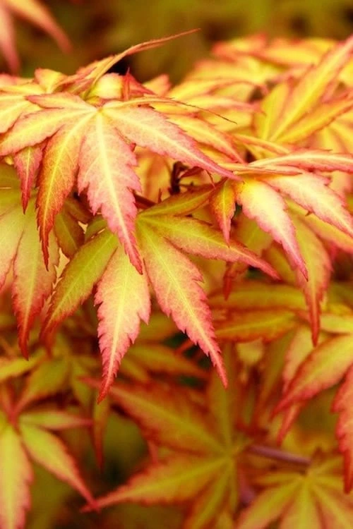 Orange Dream Japanese Maple - 3 Gallon Pot 1 Orange Dream Japanese Maple - 3 Gallon Pot