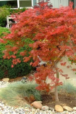 Orangeola Weeping Japanese Maple - 3 Gallon Pot (2-3') -Cheap Green Garden Store Japanese Maple Orangeola 1 1
