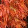 Orangeola Weeping Japanese Maple - 1 Gallon Pot (High Grafted Tree Form)