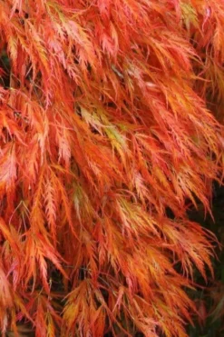 Orangeola Weeping Japanese Maple - 3 Gallon Pot (2-3')