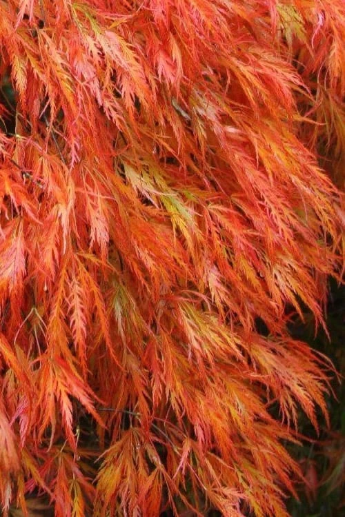 Orangeola Weeping Japanese Maple - 1 Gallon Pot 1 Orangeola Weeping Japanese Maple - 1 Gallon Pot