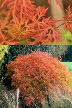 Orangeola Weeping Japanese Maple - 3 Gallon Pot (1.5-2') 8 Orangeola Weeping Japanese Maple - 3 Gallon Pot (1.5-2') -Cheap Green Garden Store Japanese Maple Orangeola 3 2