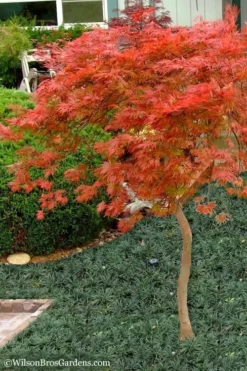 Orangeola Weeping Japanese Maple - 1 Gallon Pot (High Grafted Tree Form) -Cheap Green Garden Store Japanese Maple Orangeola High Branch 1