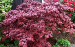 Oregon Sunset Japanese Maple - Acer Palmatum - 1 Gallon Pot -Cheap Green Garden Store Japanese Maple Oregon Sunset 4 2