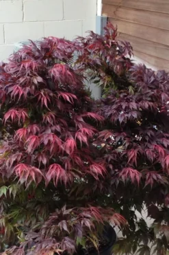 Oregon Sunset Japanese Maple - Acer Palmatum - 1 Gallon Pot -Cheap Green Garden Store Japanese Maple Oregon Sunset 5 2
