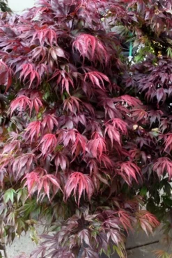Oregon Sunset Japanese Maple - Acer Palmatum - 1 Gallon Pot