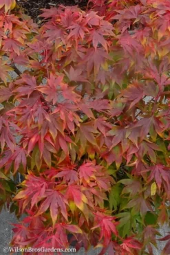 Oregon Sunset Japanese Maple - Acer Palmatum - 1 Gallon Pot -Cheap Green Garden Store Japanese Maple Oregon Sunset 9 2