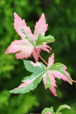 Orido Nishiki Pink Variegated Japanese Maple - 5 Gallon Pot -Cheap Green Garden Store Japanese Maple Orido Nishiki 1