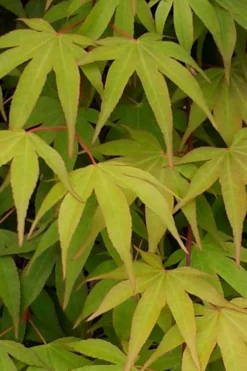 Osakazuki Japanese Maple - 5 Gallon Pot 12 Osakazuki Japanese Maple - 5 Gallon Pot -Cheap Green Garden Store Japanese Maple Osakazuki 5 1