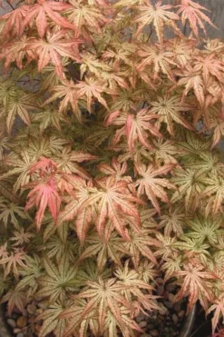 Peaches And Cream Japanese Maple - 2 Gallon Pot 12 Peaches And Cream Japanese Maple - 2 Gallon Pot -Cheap Green Garden Store Japanese Maple Peaches And Cream 8
